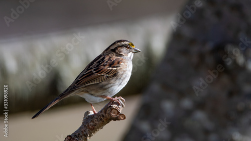 White-Throated Sparrow Perched in a Tree © Daniel G. Haas