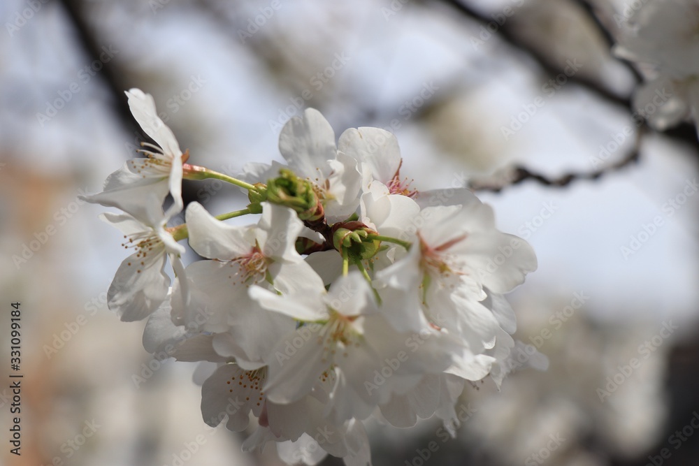 桜　サクラ　さくら