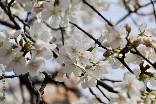 桜 サクラ さくら