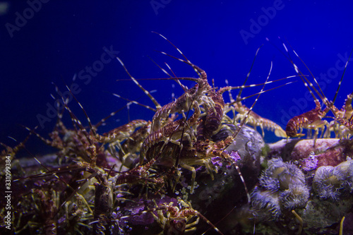 Shrimp in Two Oceans Aquarium, Cape Town, South Africa
