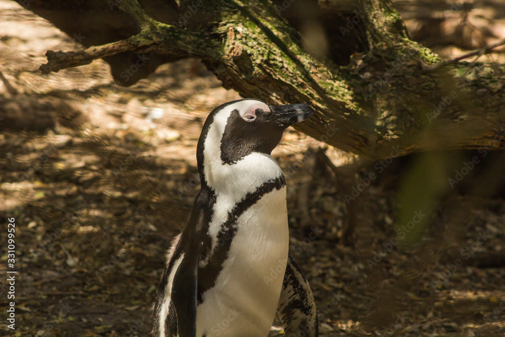 African penguin walking, Muizenberg Beach, South Africa African penguin walking, Muizenberg Beach, South Africa