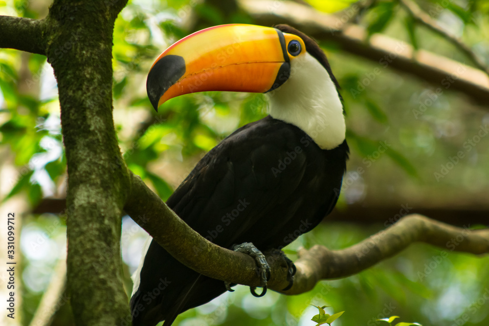 Amazing Toucan in Parque das Aves, Brasil Amazing Toucan in Parque das Aves, Brasil