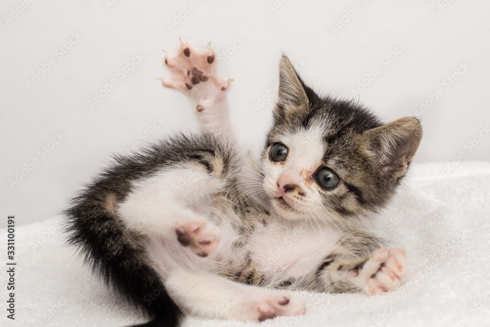 Fototapeta premium Cute cat hug