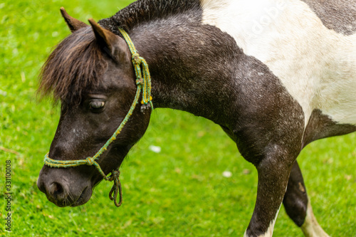 Pony walking freely on the farm, eating grass © Murilo