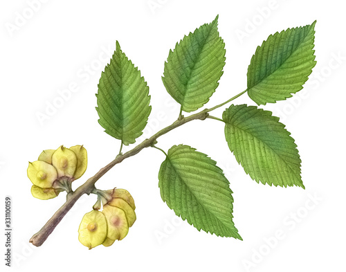Photography Slippery Elm Hand Drawn Pencil Illustration Isolated on White with Clipping Path