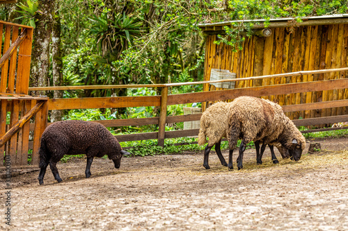 Sheep grazing on fence at the farm photo