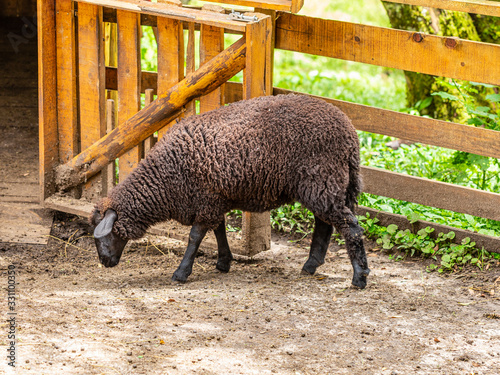 Sheep grazing on fence at the farm