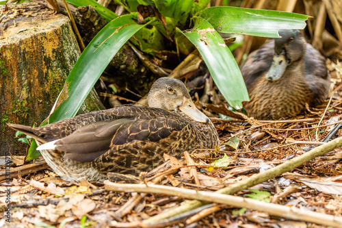 Couple of ducks taking care of the nest full of eggs