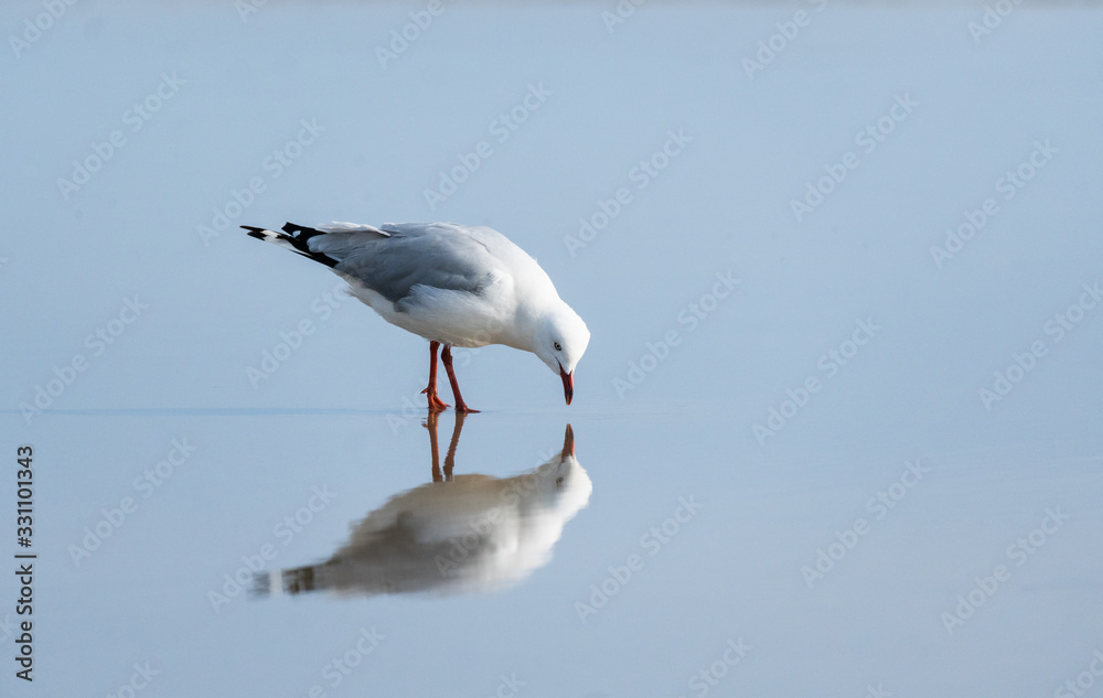 Obraz premium Seagull looking at it’s reflection