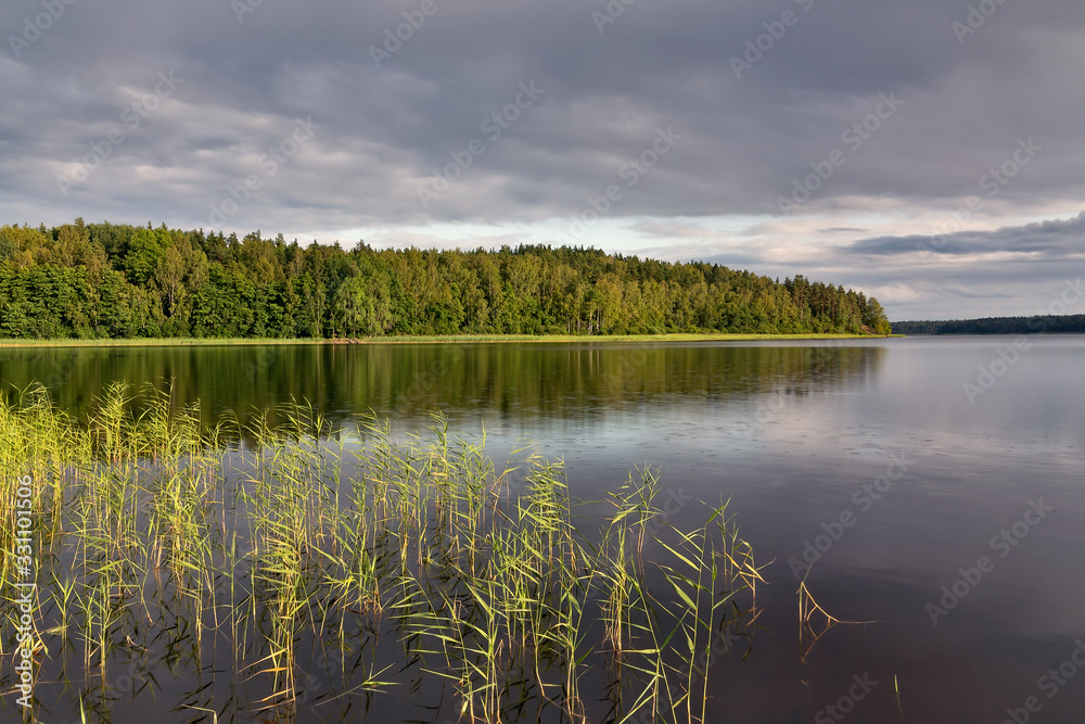 Forest on the lake is reflected in calm water, a pacifying summer landscape