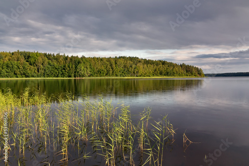 Forest on the lake is reflected in calm water, a pacifying summer landscape