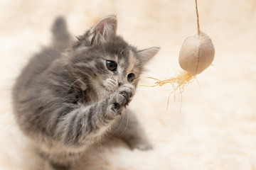 Gray kitten plays on a fur blanket with a toy on a rope, copy space