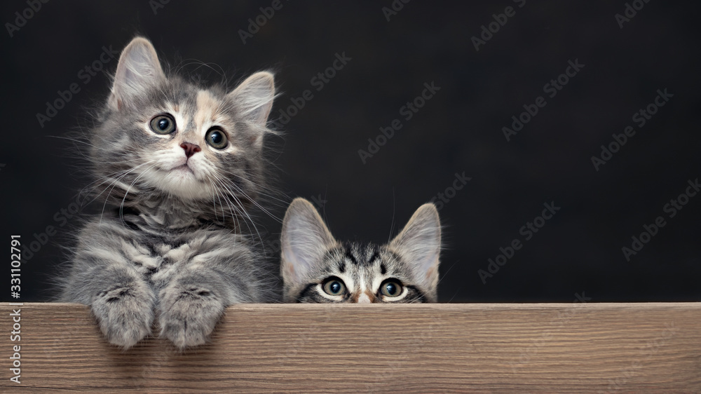 Two cute gray striped kittens rest their paws on a wooden board. Blank for advertisement or announcement with copy space - obrazy, fototapety, plakaty 