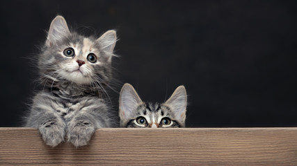 Two cute gray striped kittens rest their paws on a wooden board. Blank for advertisement or announcement with copy space