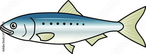 魚のイラストーイワシ
