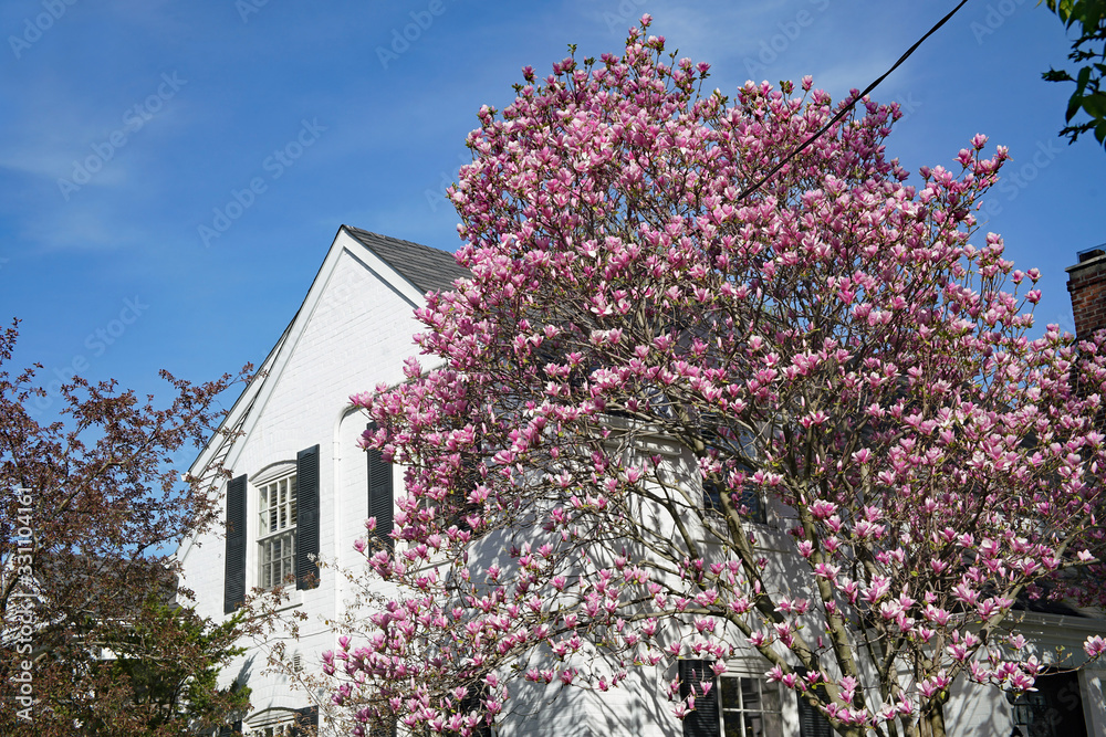 Beautiful pink magnolia tree in bloom beside a white brick house with gable