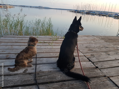 Zwei Hunde, ein Blick