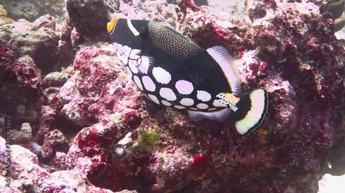 Clown triggerfish Living along the coral reef photo