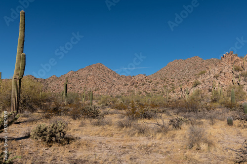 Various cactus and desert plants landscape scenery in Arizona Sonoran desert.