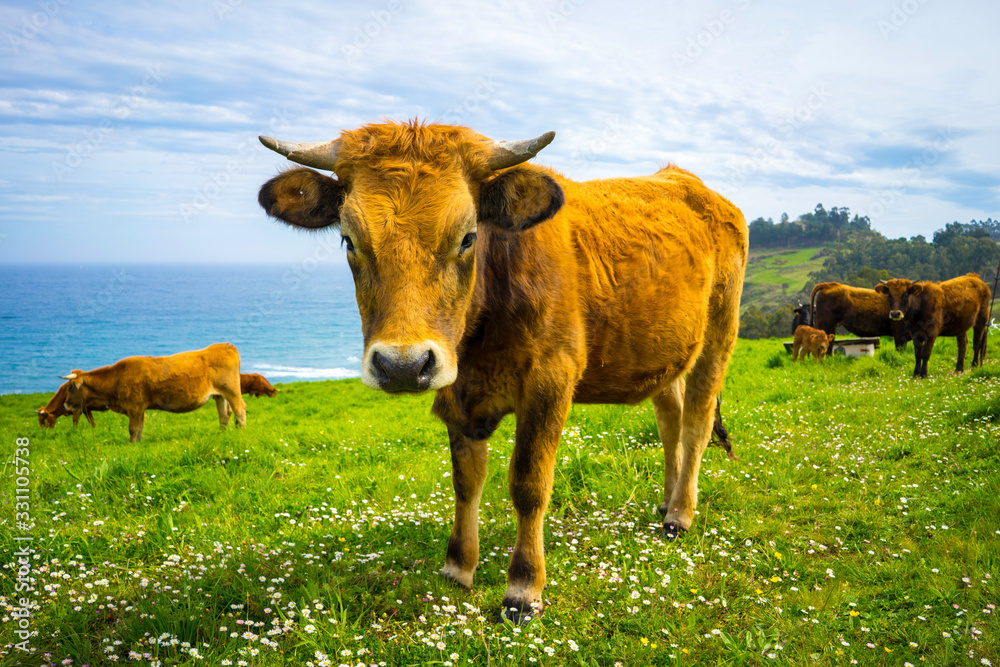 Brown cow looking at the camera on a vibrant green field of grass.