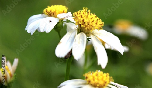 White daisy form garden in my behind house © misan