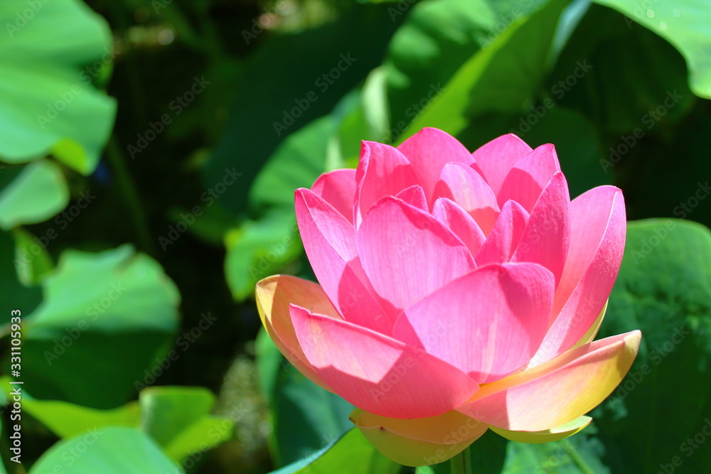 pink lotus in the pond