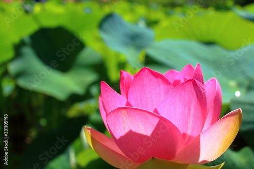 pink lotus flower