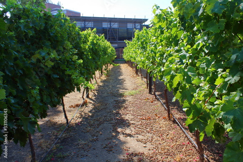 rows of vines © Mariangela