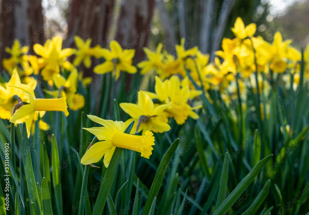 Obraz premium Bright yellow daffodils in full bloom on a sunny day in the garden