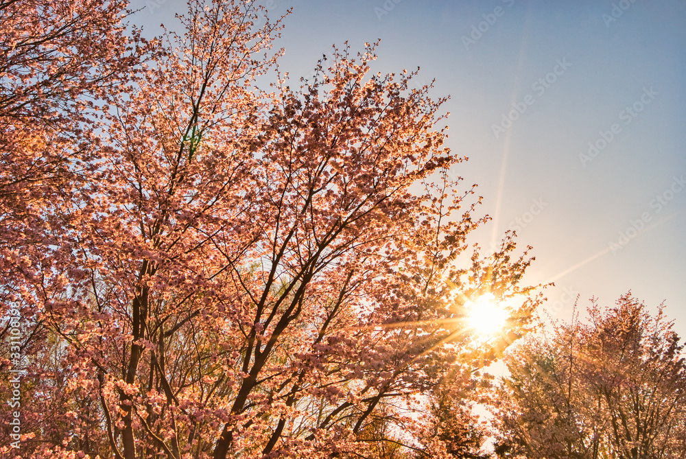 満開の桜と夕焼け