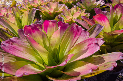 Detail picture of bromeliad leaves close up