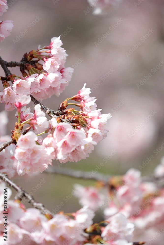 桜 サクラ さくら 桜 サクラ さくら