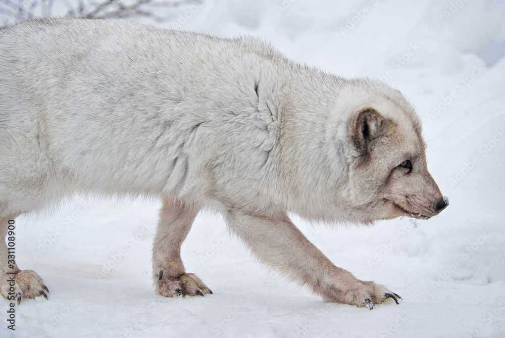 ホッキョクギツネ Images – Browse 59 Stock Photos, Vectors, and