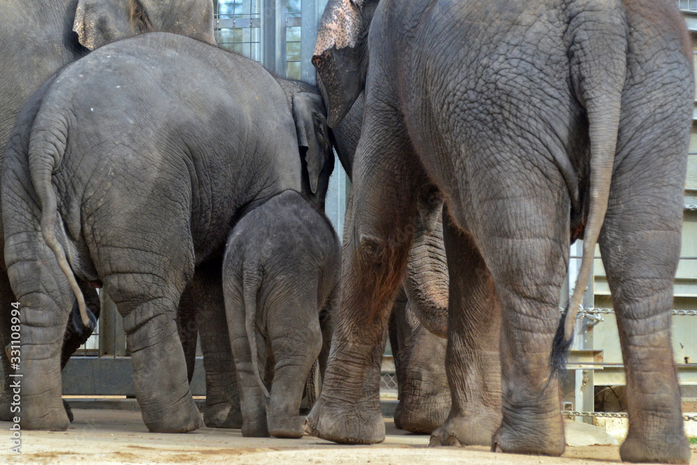 Naklejka premium Elephants exit enclosure