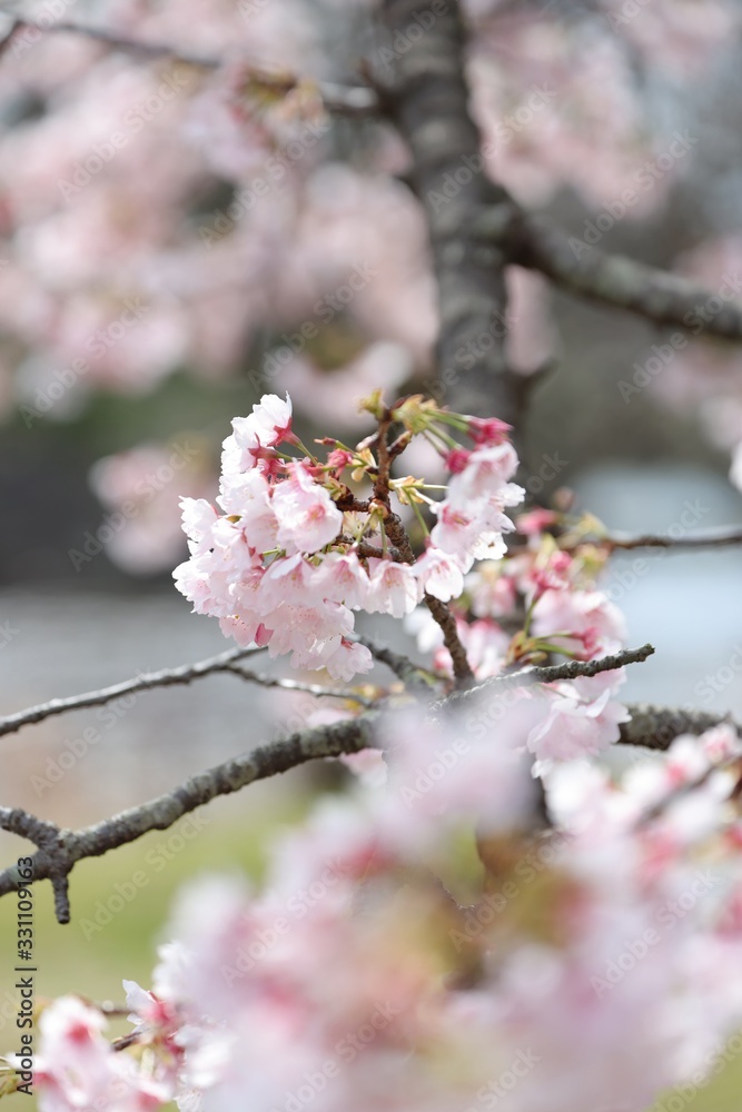 Obraz premium 桜 サクラ さくら