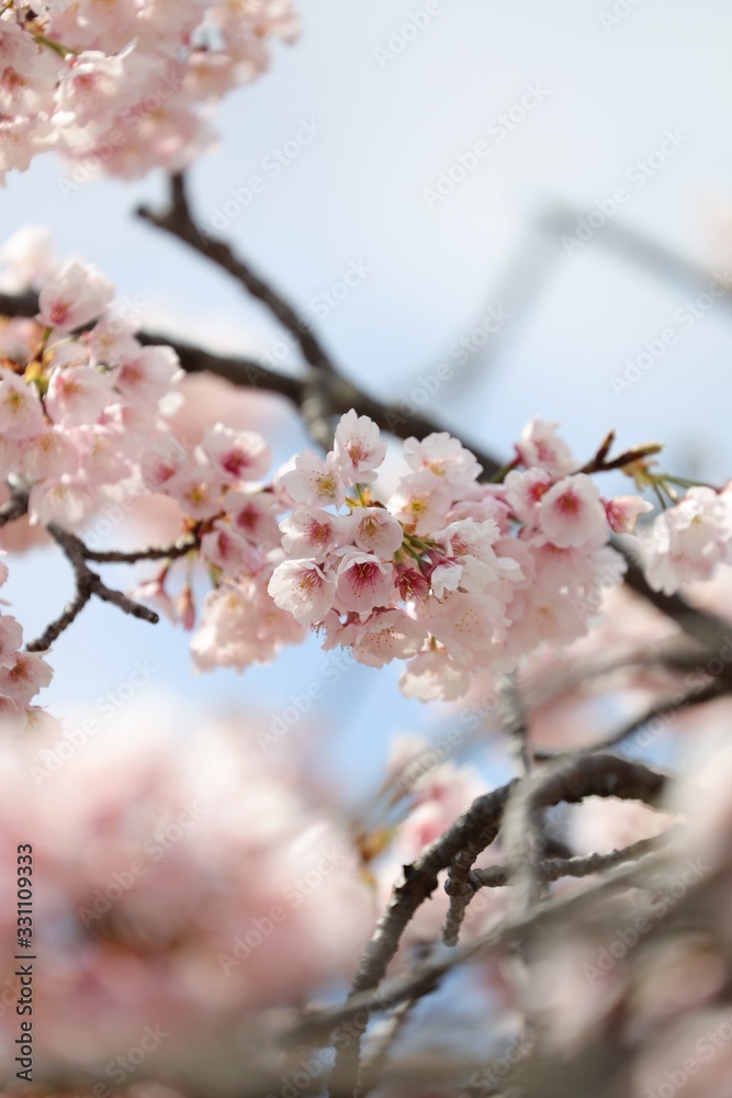 桜　サクラ　さくら