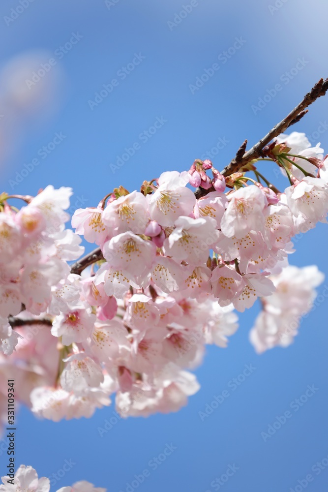 桜 サクラ さくら 桜 サクラ さくら