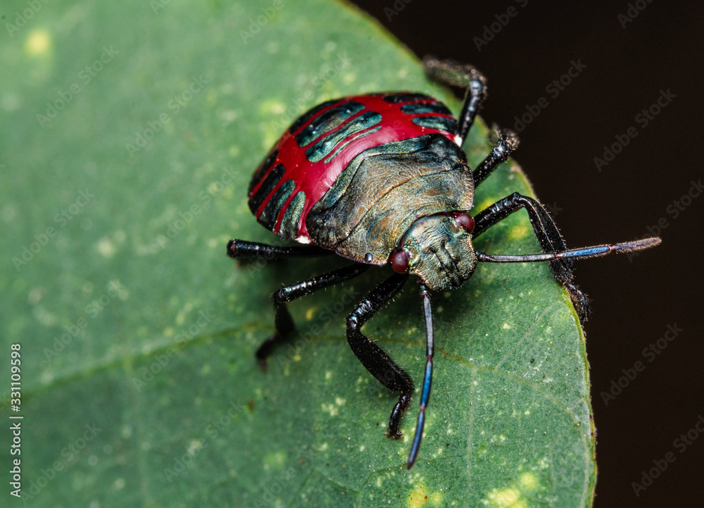 Fototapeta premium black and red macro beetle in a leaf
