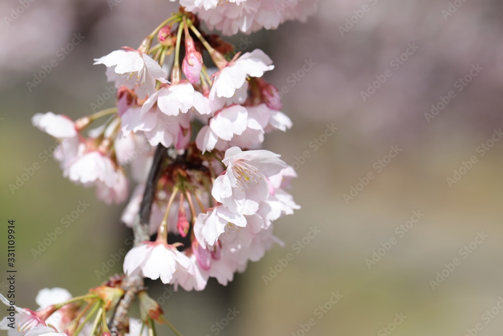 Fototapeta premium 桜 サクラ さくら