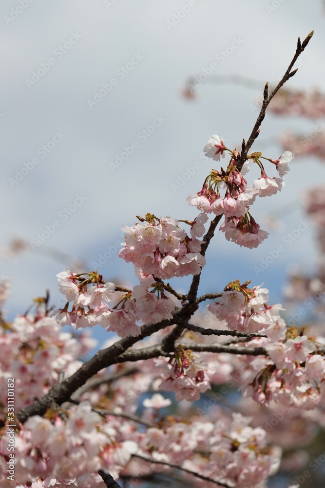 Obraz premium 桜 サクラ さくら