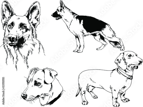 vector drawings sketches pedigree dogs in the racks drawn in ink by hand , objects with no background