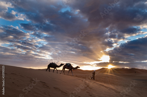Camels and Desert Sunrise, Morocco