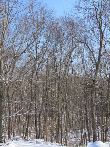 View of the forest after snowfall with blue sunny skies 