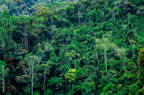 Lush green foliage in tropical rainforest at Cameron Highland  Malaysia