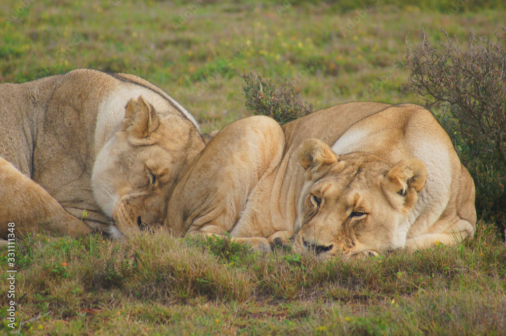 Fototapeta premium Sleeping Lions