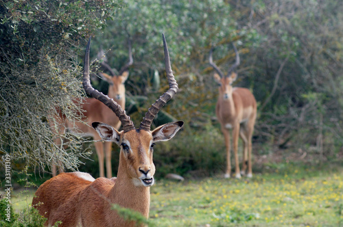 Africa Antelope © Rudy