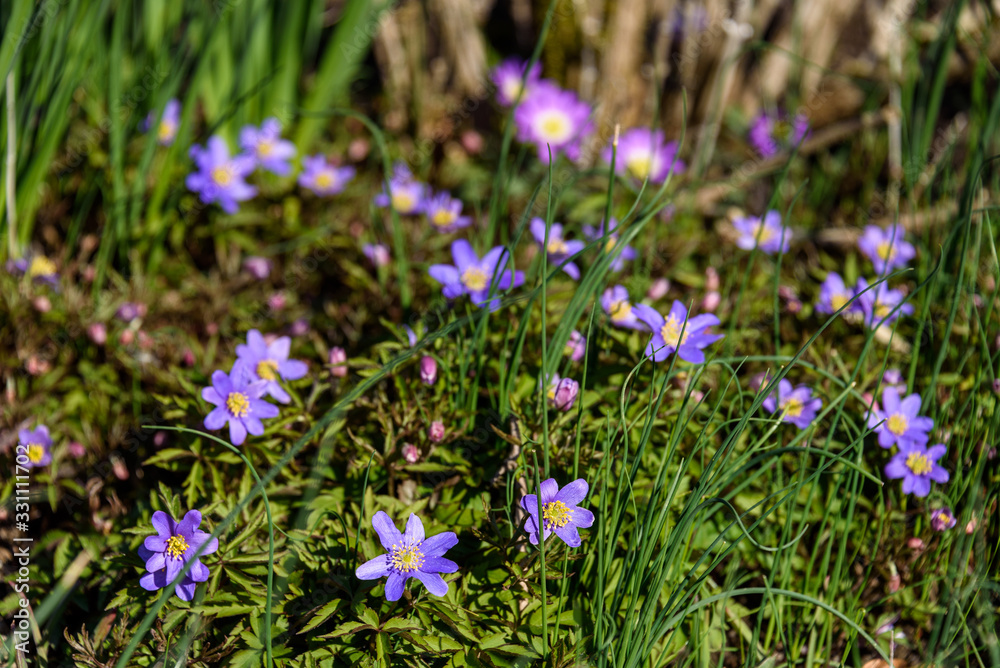 Spring blooming ground cover with light purple flowers