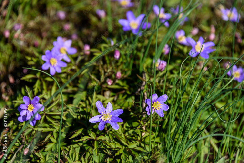 Spring blooming ground cover with light purple flowers Spring blooming ground cover with light purple flowers