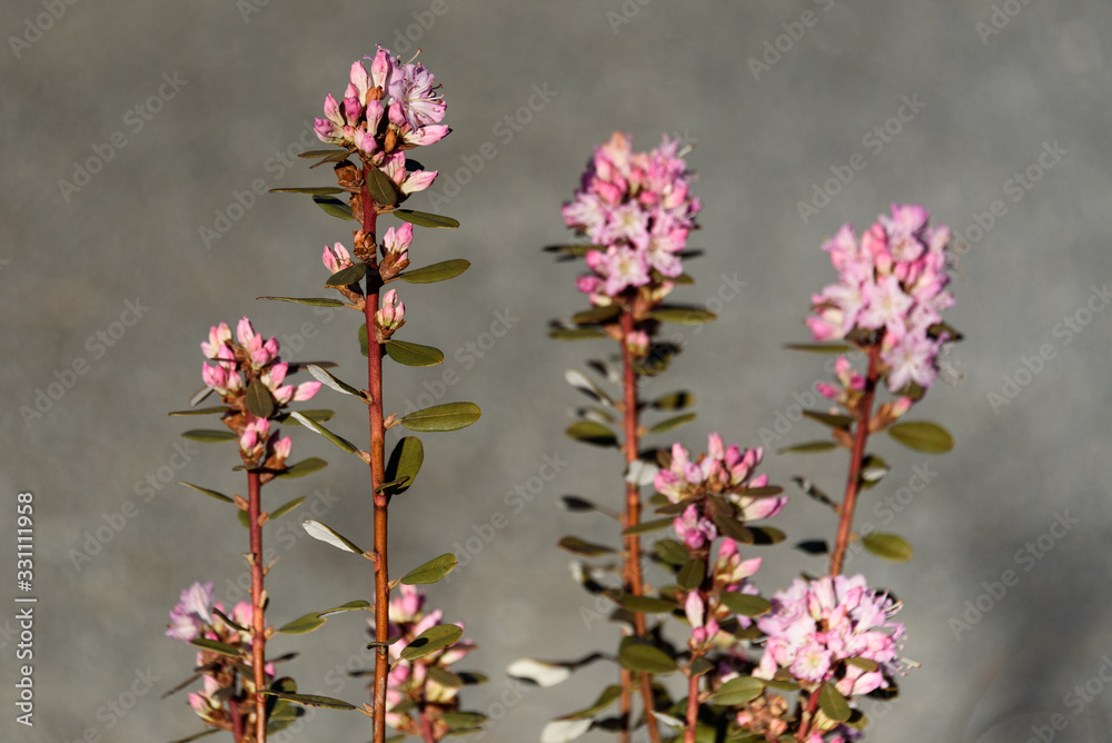 Fototapeta premium Pink azalea blooming against a gray gravel background