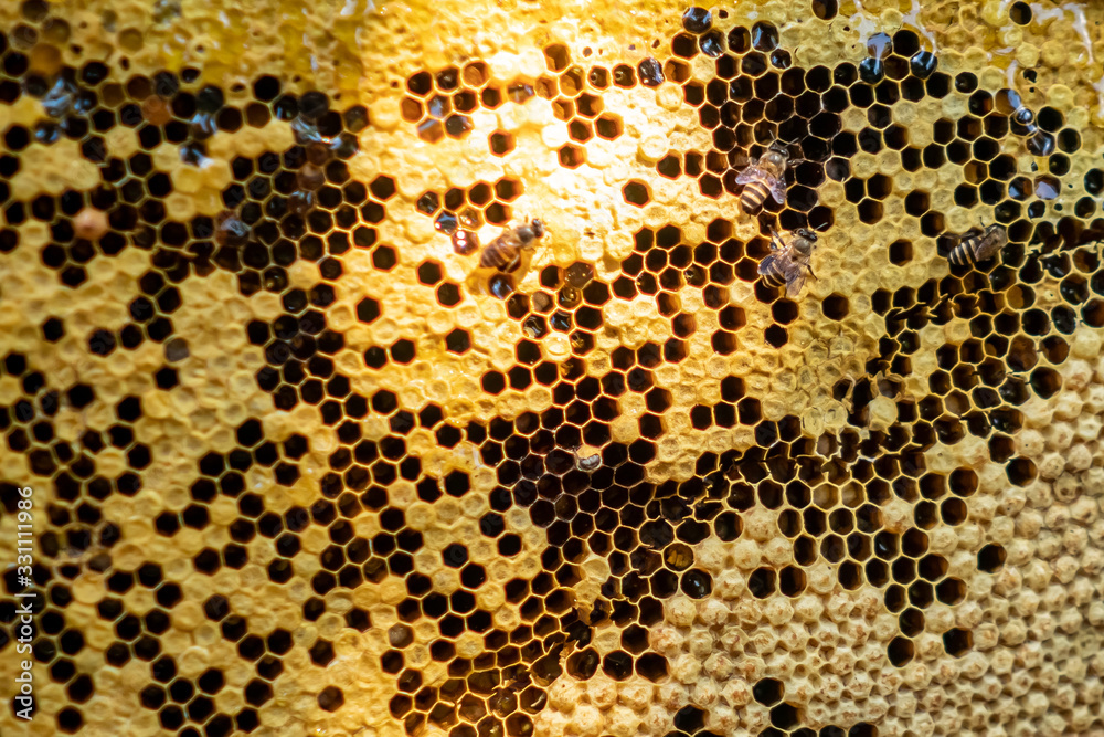 Bee colony full of honey high nutrient and vitamin transfer to beekepping handmade box. Bee colony full of honey high nutrient and vitamin transfer to beekepping handmade box.